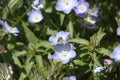 A sweat bee pollinating a purple flower