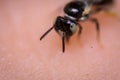 Sweat Bee on skin Macro Royalty Free Stock Photo