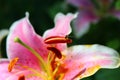 Sweat Bee on Stamen of Pink Spotted Lily Royalty Free Stock Photo