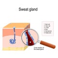 Sweat gland