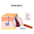 Sweat gland Royalty Free Stock Photo