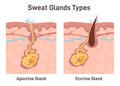 Sweat glands. Apocrine and eccrine gland anatomy. Cross section