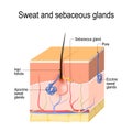 Sweat glands apocrine, eccrine and sebaceous gland. Cross section of the Human skin with hair follicle, blood vessels and glands Royalty Free Stock Photo