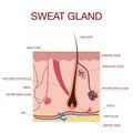 Sweat glands apocrine, eccrine and a sebaceous gland.Healthy skin anatomy Royalty Free Stock Photo