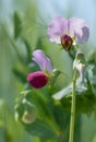 Sweat pea - lathyrus latifolius wildlife