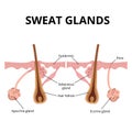 Sweat and sebaceous gland Royalty Free Stock Photo