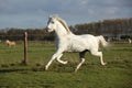 Sweaty welsh mountain pony stallion Royalty Free Stock Photo