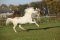 Sweaty welsh mountain pony stallion Royalty Free Stock Photo