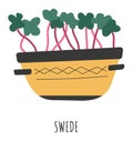 Swede microgreen growing in pot, eco friendly