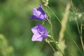 Sweden. Campanula persicifolia. City of Linkoping. Ostergotland province. Royalty Free Stock Photo