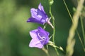 Sweden. Campanula persicifolia. City of Linkoping. Ostergotland province. Royalty Free Stock Photo