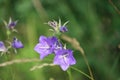 Sweden. Campanula persicifolia. City of Linkoping. Ostergotland province. Royalty Free Stock Photo