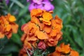 Sweden. Erysimum cheiri. City of Linkoping. Ostergotland province. Royalty Free Stock Photo