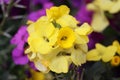 Sweden. Erysimum cheiri. City of Linkoping. Ostergotland province. Royalty Free Stock Photo