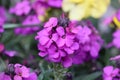 Sweden. Erysimum cheiri. City of Linkoping. Ostergotland province. Royalty Free Stock Photo