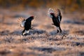 Sweden fightwildlife. Black grouse flight dance. Nice bird Grouse, Tetrao tetrix, in marshland, Polalnd. Spring mating season in