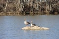 Sweden. The greylag goose or graylag goose. LinkÃ¶ping city. Ostergotland province.