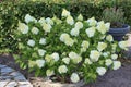 Sweden. Hydrangea arborescens. City of Linkoping. Ostergotland province. Royalty Free Stock Photo