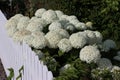 Sweden. Hydrangea arborescens. City of Linkoping. Ostergotland province. Royalty Free Stock Photo