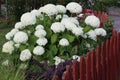 Sweden. Hydrangea arborescens. City of Linkoping. Ostergotland province. Royalty Free Stock Photo