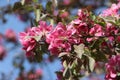 Sweden. Malus sylvestris. Ostergotland county.