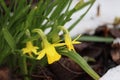 Sweden. Narcissus jonquilla. City of Linkoping. Ostergotland province. Royalty Free Stock Photo