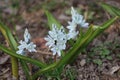 Sweden. Puschkinia scilloides. City of Linkoping. Ostergotland province.