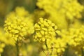 Sweden. Rapeseed. City of Linkoping. Ostergotland province Royalty Free Stock Photo