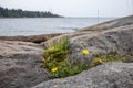 Sweden rocky sea side. Northern epic mystic cloudy grey landscape