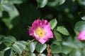 Sweden. Rosa canina. City of Linkoping. Ostergotland province. Royalty Free Stock Photo