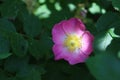 Sweden. Rosa canina. City of Linkoping. Ostergotland province. Royalty Free Stock Photo