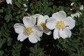 Sweden. Rosa canina. City of Linkoping. Ostergotland province. Royalty Free Stock Photo