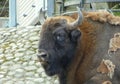 Sweden, Stockholm, Djurgarden Island, Skansen, European bison