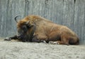 Sweden, Stockholm, Djurgarden Island, Skansen, European bison