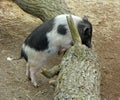 Sweden, Stockholm, Djurgarden Island, Skansen, miniature pig