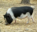 Sweden, Stockholm, Djurgarden Island, Skansen, miniature pig