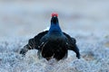 Sweden wildlife. Black grouse on the pine tree. Nice bird Grouse, Tetrao tetrix, in marshland, Polalnd. Spring mating season in