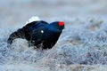 Sweden wildlife. Black grouse on the pine tree. Nice bird Grouse, Tetrao tetrix, in marshland, Polalnd. Spring mating season in