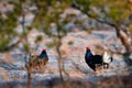 Sweden wildlife. Black grouse on the pine tree. Nice bird Grouse, Tetrao tetrix, in marshland, Polalnd. Spring mating season in