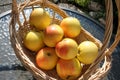 Basket with sweet Swedish Aroma apples