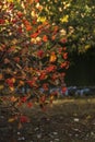 Swedish ash berry tree, closeup photo. Ripe red juicy berries in autumn park. Rowan berrie. Mountain ash Sorbus Royalty Free Stock Photo