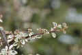 Swedish cotoneaster Juliette