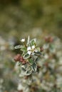 Swedish cotoneaster Juliette