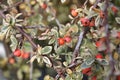 Swedish cotoneaster Juliette