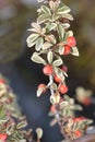 Swedish cotoneaster Juliette