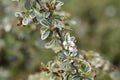 Swedish cotoneaster Juliette