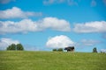 Swedish cow on a meadow3