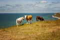 Swedish Cows on Clifftop Royalty Free Stock Photo