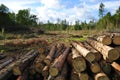 Swedish deforestation Royalty Free Stock Photo