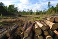 Swedish deforestation Royalty Free Stock Photo